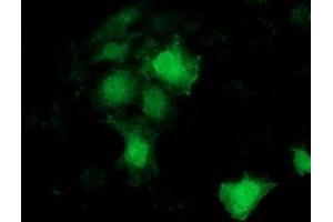 Anti-BCAR1 mouse monoclonal antibody (ABIN2454371) immunofluorescent staining of COS7 cells transiently transfected by pCMV6-ENTRY BCAR1 (RC209133). (BCAR1 antibody)