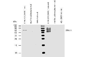 Western blotting analysis of human OPAL1 using mouse monoclonal antibody OPAL1-01 on lysates of HEK-293T/OPAL1 transfectants, and of murine splenocytes and HEK-293T cells (negative controls) under reducing and non-reducing conditions. (OPAL1 antibody  (AA 152-342))