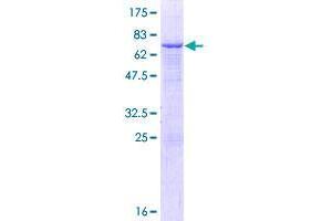SMPDL3A Protein (AA 1-453) (GST tag)