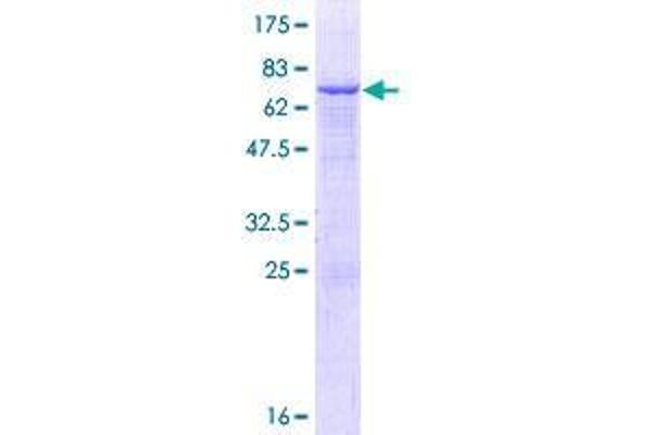 SMPDL3A Protein (AA 1-453) (GST tag)