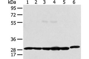 Western blot analysis of 293T Raji and Hela cell using PRDX4 Polyclonal Antibody at dilution of 1:400