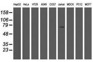 Image no. 1 for anti-rho GTPase Activating Protein 25 (ARHGAP25) antibody (ABIN1496703)