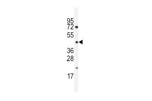 Western blot analysis of anti-HNF4G Antibody (Center)  in mouse spleen lysates (35 μg/lane). (HNF4 gamma antibody  (AA 258-287))