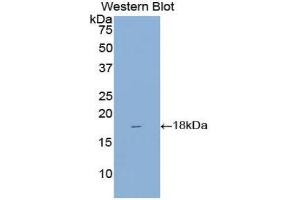 Western Blotting (WB) image for anti-Regenerating Islet Derived Protein 3 gamma (REG3g) (AA 45-152) antibody (ABIN1077716) (REG3g antibody  (AA 45-152))