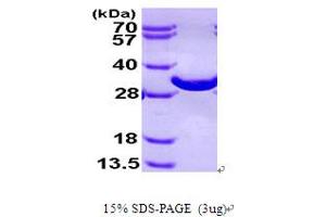 SDS-PAGE (SDS) image for 2,3-bisphosphoglycerate Mutase (BPGM) (AA 1-259) protein (His tag) (ABIN666975) (BPGM Protein (AA 1-259) (His tag))