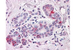 Anti-NPTN antibody IHC of human breast. (NPTN antibody  (Internal Region))