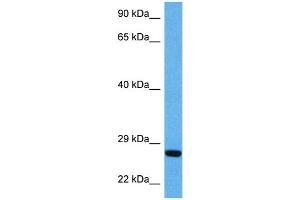 Host:  Mouse  Target Name:  BDNF  Sample Tissue:  Mouse Pancreas  Antibody Dilution:  1ug/ml (BDNF antibody  (Middle Region))