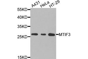 Western blot analysis of extracts of various cells, using MTIF3 antibody. (MTIF3 antibody)