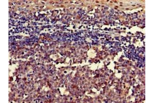 RGS18 antibody  (AA 28-84)
