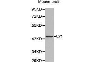 Western Blotting (WB) image for anti-Ubiquitously-Expressed, Prefoldin-Like Chaperone (UXT) antibody (ABIN1875305) (UXT antibody)