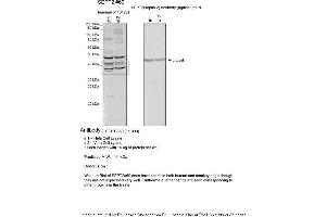 Sample Type: 1. (Septin 2 antibody  (N-Term))