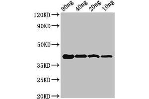 Western Blot Positive WB detected in Recombinant protein All lanes: omcB antibody at 3. (OmcB (AA 15-243) antibody)