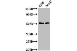 Western Blot Positive WB detected in: A549 whole cell lysate, HepG2 whole cell lysate All lanes: TAT antibody at 3 μg/mL Secondary Goat polyclonal to rabbit IgG at 1/50000 dilution Predicted band size: 51 kDa Observed band size: 51 kDa (Tat (AA 25-111) antibody)