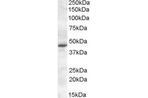 Western Blotting (WB) image for anti-Melatonin Receptor 1A (MTNR1A) (AA 132-144) antibody (ABIN490538)