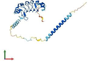 AlphaFold protein structure predicition of Mouse Recombinant Lrrc61 Protein, UniprotID Q8R2R5