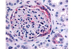 Anti-INPP5J / PIB5PA antibody IHC of human kidney. (INPP5J antibody  (C-Term))