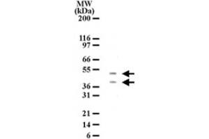 Western blot detection of HTRA2 in HL-60 cell lysate. (HTRA2 antibody  (AA 335-350))