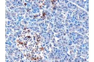 ABIN185002 (10µg/ml) staining of paraffin embedded Human Pancreas. (IFIH1 antibody  (N-Term))