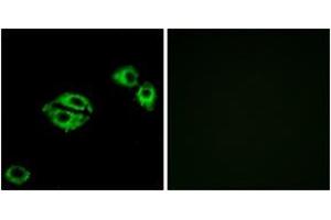 Immunofluorescence analysis of A549 cells, using NPY5R Antibody. (NPY5R antibody  (AA 221-270))