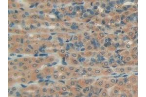 Detection of PON1 in Rat Intestine Tissue using Polyclonal Antibody to Paraoxonase 1 (PON1) (PON1 antibody  (AA 2-186))