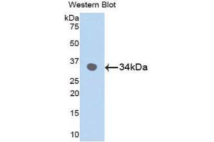 Western Blotting (WB) image for anti-Mitogen-Activated Protein Kinase 9 (MAPK9) (AA 130-387) antibody (ABIN1859759) (JNK2 antibody  (AA 130-387))