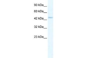 ZBP1 antibody used at 5 ug/ml to detect target protein. (ZBP1 antibody  (Middle Region))