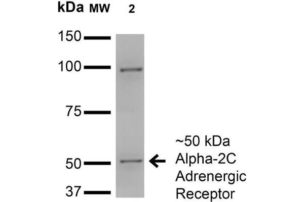 ADRA2C Antikörper  (AA 442-462) (HRP)