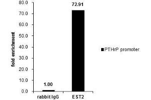 ChIP Image Cross-linked ChIP was performed with MCF-7 chromatin extract and 5 μg of either control rabbit IgG or anti-ETS2 antibody. (ETS2 antibody  (Center))