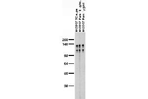 anti-C-Jun-Amino-Terminal Kinase-Interacting Protein 2 (JIP-2) (AA 226-421) antibody