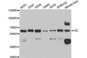 Western blot analysis of extracts of various cell lines, using GC antibody. (Gc antibody)