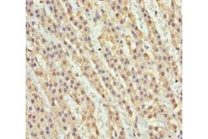 Immunohistochemistry of paraffin-embedded human adrenal gland tissue using ABIN7161754 at dilution of 1:100 (NDE1 antibody  (AA 1-110))