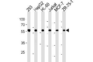 Western blot analysis in 293,HepG2,HL-60,Jurkat,MCF-7,ZR-75-1 cell line lysates (35ug/lane). (ZRSR2 antibody  (C-Term))