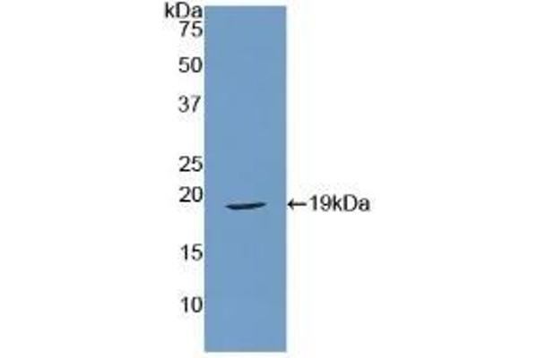 Relaxin antibody  (AA 25-181)