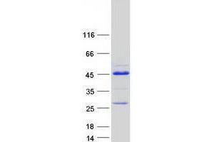 Validation with Western Blot (ZNF524 Protein (Myc-DYKDDDDK Tag))