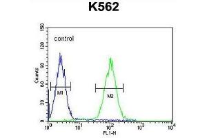 ZN169 Antibody (N-term) flow cytometric analysis of K562 cells (right histogram) compared to a negative control cell (left histogram).