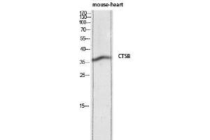 Western Blot (WB) analysis of Mouse Heart lysis using CTSB antibody. (Cathepsin B antibody)