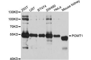 Western blot analysis of extract of various cells, using POMT1 antibody. (POMT1 antibody)