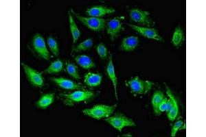 Immunofluorescent analysis of Hela cells using ABIN7144769 at dilution of 1:100 and Alexa Fluor 488-congugated AffiniPure Goat Anti-Rabbit IgG(H+L) (PEA15 antibody  (AA 1-130))