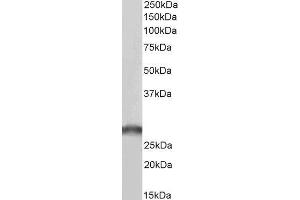 Biotinylated ABIN4902759 (0. (SDHB antibody  (C-Term) (Biotin))
