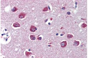 Anti-MEF2C antibody IHC of human brain, cortex. (MEF2C antibody  (Ser59))