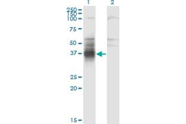 TMIGD1 antibody  (AA 1-262)