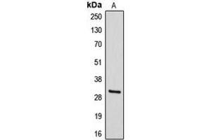 Western blot analysis of DIO3 expression in HepG2 (A) whole cell lysates. (DIO3 antibody  (Center))