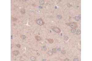 IHC-P analysis of Rat Tissue, with DAB staining. (NOS1 antibody  (AA 9-136))