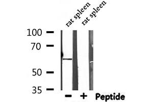 Western blot analysis of extracts from rat spleen, using NT5E Antibody.