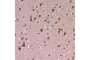Immunohistochemical analysis of PDCD12 staining in human brain formalin fixed paraffin embedded tissue section. (AVEN antibody  (C-Term))
