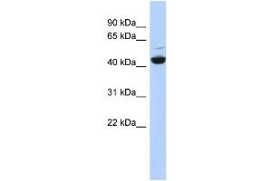 WB Suggested Anti-ATP6V1C1 Antibody Titration: 0. (ATP6V1C1 antibody  (N-Term))