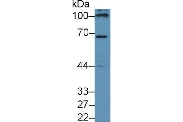 NADPH Oxidase 4 抗体  (AA 220-392)