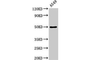 Western Blot Positive WB detected in: A549 whole cell lysate All lanes: DRD1 antibody at 3. (Dopamine Receptor d1 antibody  (AA 338-446))