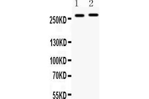 Western blot analysis of MUC3 expression in SW620 whole cell lysates ( Lane 1) and COLO320 whole cell lysates ( Lane 2). (MUC3B antibody  (C-Term))