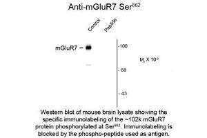Image no. 1 for anti-Glutamate Receptor, Metabotropic 7 (GRM7) (pSer862) antibody (ABIN956746) (GRM7 antibody  (pSer862))